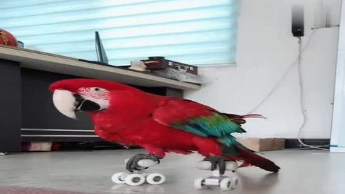 八哥最新视频爆料,娱乐圈幕后真相大曝光！